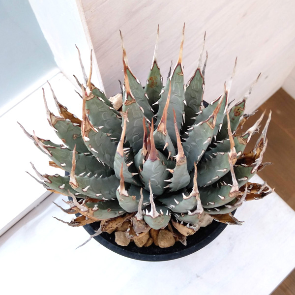 園芸ネット本店｜アガベ：ユタエンシス エボリスピナ（発根済み） 6号