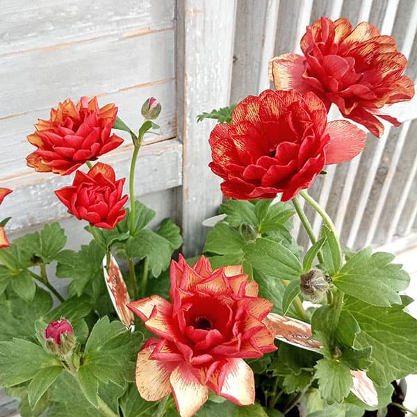 園芸ネット本店｜ラナンキュラス：サラセレネ カルキノス5号鉢植え の