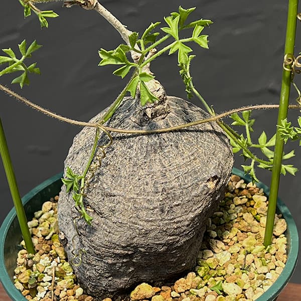 園芸ネット本店｜キフォステンマ：モンタグナッキー（黒） 4号鉢植え23