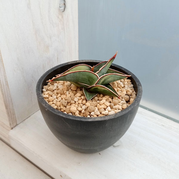 園芸ネット本店｜サンセベリア：ロリダ バリエガータ 3号23-02 の通販