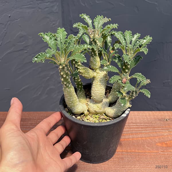 園芸ネット本店｜ドルステニア：ラブラニー（多頭） 4号23-01 の通販