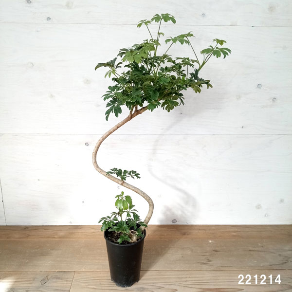 園芸ネット本店｜シェフレラ：レナータ 5号鉢植え の通販【公式】