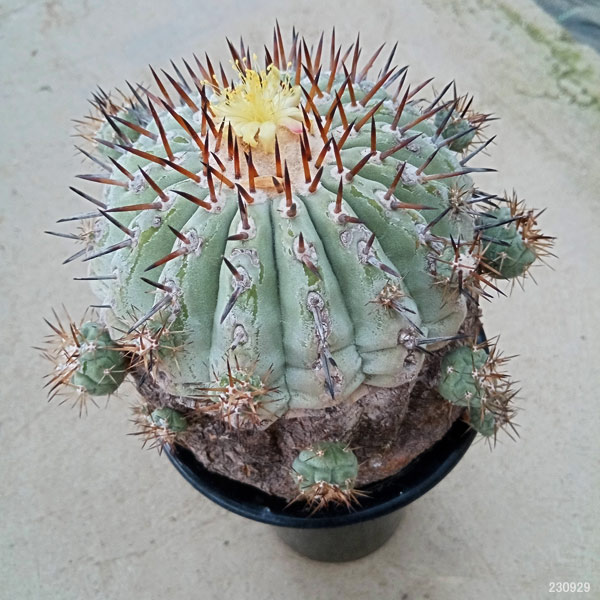 園芸ネット本店｜[ザ・ファームセレクト][送料無料]コピアポア：黒王丸