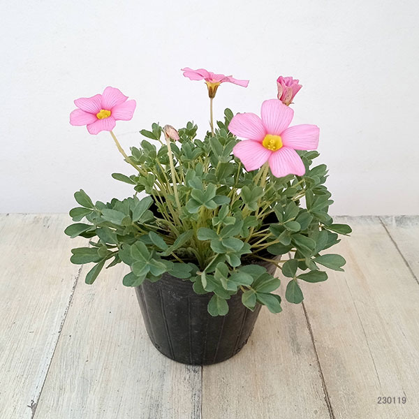 園芸ネット本店｜オキザリス：ピンクシャンパン3.5号ポット の通販【公式】