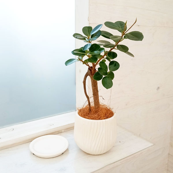 園芸ネット本店｜[ギフトに]パンダガジュマル3.5号 白色陶器鉢入り