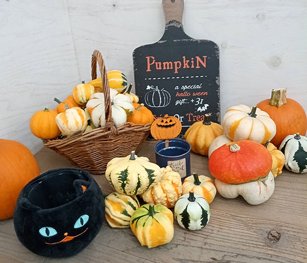 ハロウィン観賞用おもちゃかぼちゃ 40個 サチ5 B ハロウィン観賞用