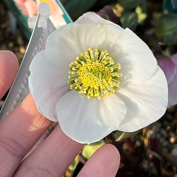 園芸ネット本店｜クリスマスローズ（原種系）：フルール ド ノエル