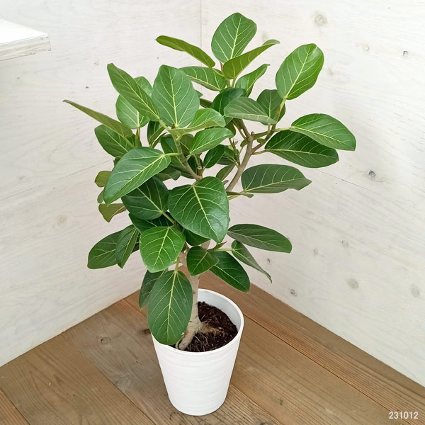 園芸ネット本店｜フィカス：ベンガレンシス オードリー 7号鉢植え の