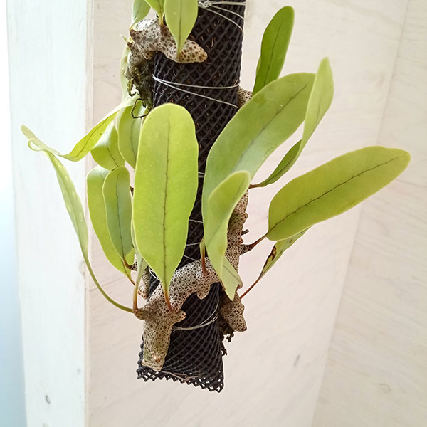 希少・美麗】レカノプテリス ルゾネンシス＋イエローチップ 計2点 希少