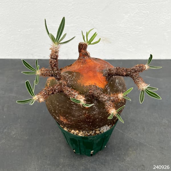 園芸ネット本店｜パキポディウム：グラキリス（発根済み・現地球） 4号