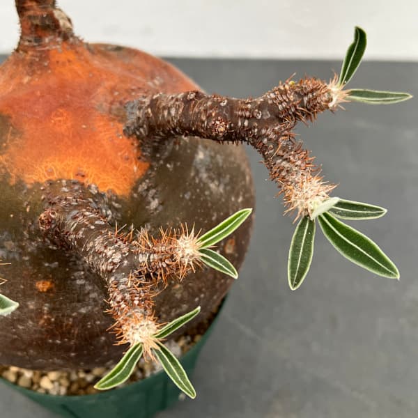 園芸ネット本店｜パキポディウム：グラキリス（発根済み・現地球） 4号