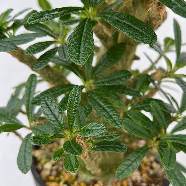 園芸ネット本店｜ドルステニア：ギガス（実生苗）5号23-05 の通販【公式】