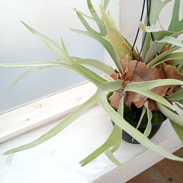 園芸ネット本店｜ビカクシダ（コウモリラン）：ベイチー 7号吊り鉢 の