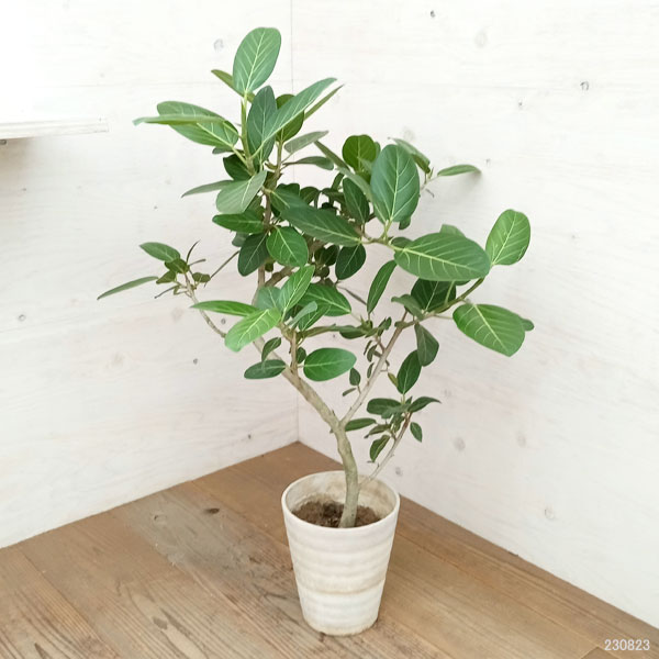 園芸ネット本店｜フィカス：ベンガレンシス（曲がり）7号鉢植え23-01