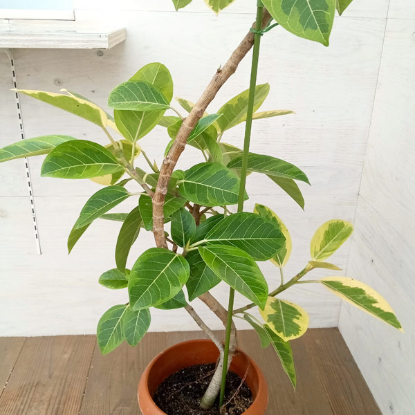 園芸ネット本店｜フィカス：アルテシマ（曲がり）8号鉢植え の通販【公式】