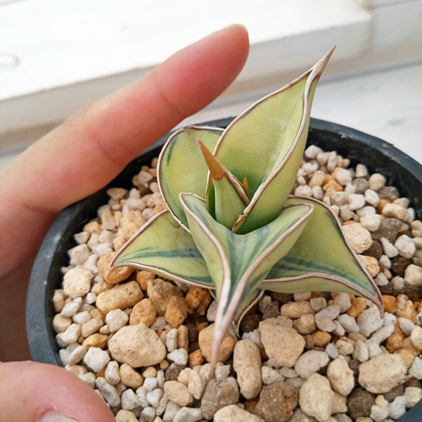 園芸ネット本店｜サンセベリア：ピングイキュラ バリエガータ（斑入