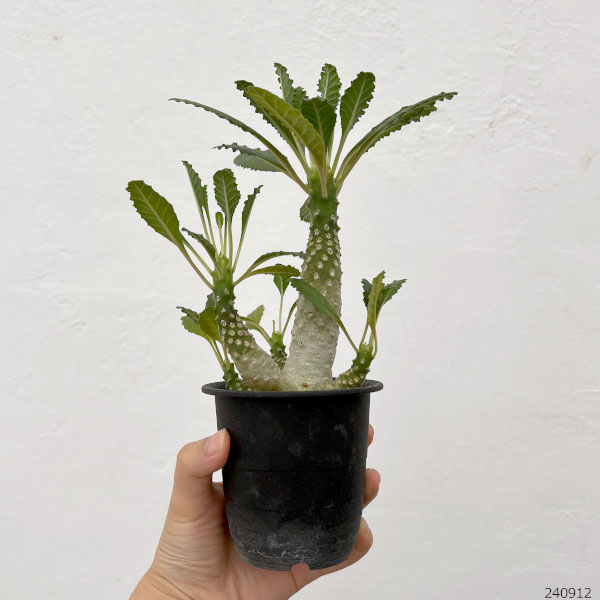 園芸ネット本店｜ドルステニア：ラブラニー 2.5号鉢植え23-02 の通販