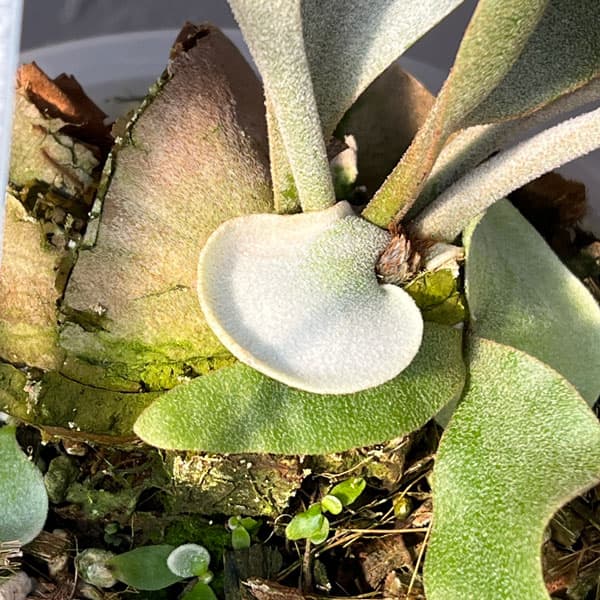 園芸ネット本店｜ビカクシダ：ミックススポア株（willinckii Wild Cat