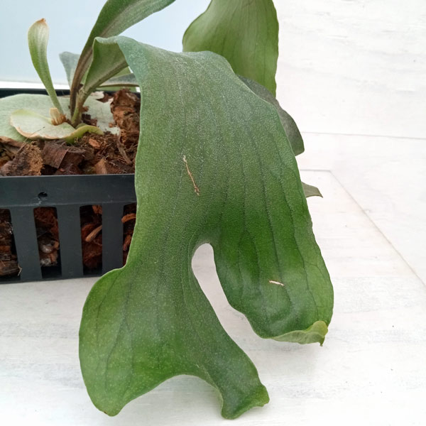 園芸ネット本店｜ビカクシダ（コウモリラン）：ヒリー＃07（ンガエサイ