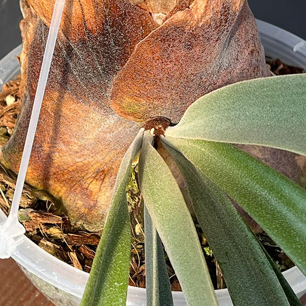 園芸ネット本店｜[送料無料]ビカクシダ（コウモリラン）：ウィリンキー