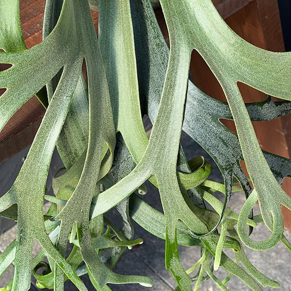 園芸ネット本店｜[送料無料]ビカクシダ（コウモリラン）：ウィリンキー