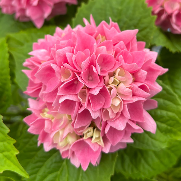 園芸ネット本店｜[送料無料]×[2022年 母の日ギフト][予約]アジサイ：茜