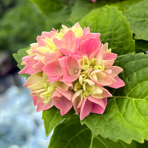 園芸ネット本店｜[送料無料]×[2022年 母の日ギフト][予約]アジサイ：茜