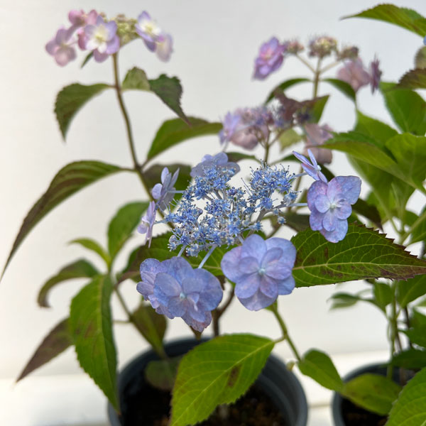 園芸ネット本店｜ヤマアジサイ：タイニータフスタッフ5号ポット の通販