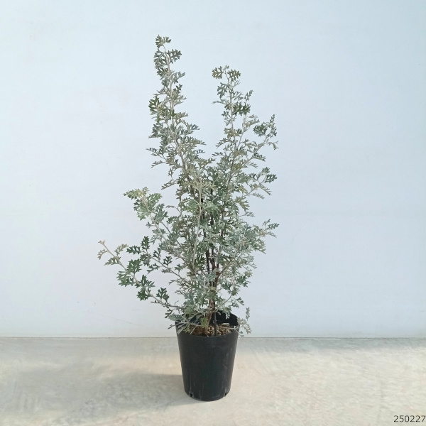 園芸ネット本店｜グレビレア：ロックグレビレア6号ポット の通販【公式】