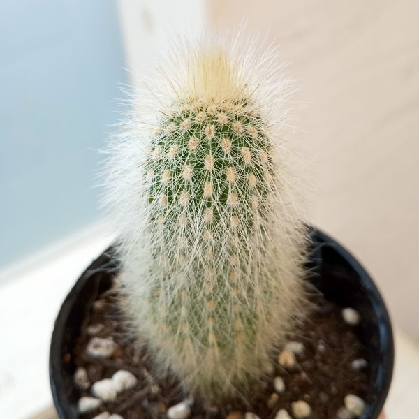 園芸ネット本店｜サボテン：吹雪柱 2.5号鉢入り の通販【公式】