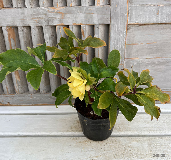 園芸ネット本店｜杉光園芸さんのクリスマスローズ：ダブルゴールド24