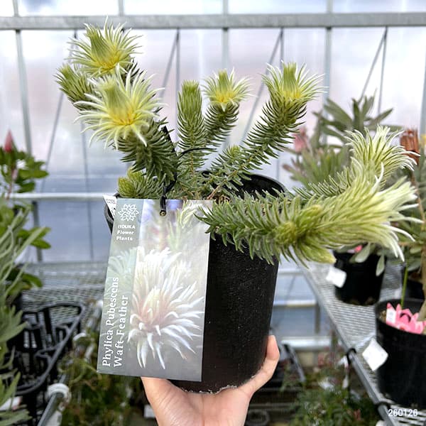 園芸ネット本店｜フィリカ プベッセンス：ワフトフェザ（樹高約20