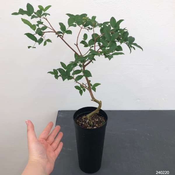 園芸ネット本店｜ジャボチカバ 4号ロング鉢植え の通販【公式】