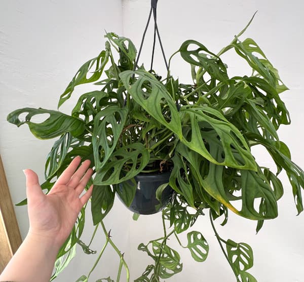 園芸ネット本店｜モンステラ：エピプレムノイデス エスケレート 8号