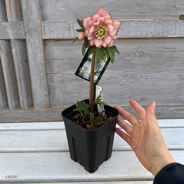 園芸ネット本店｜クリスマスローズ：スウィングダブル24-19／1Lポット