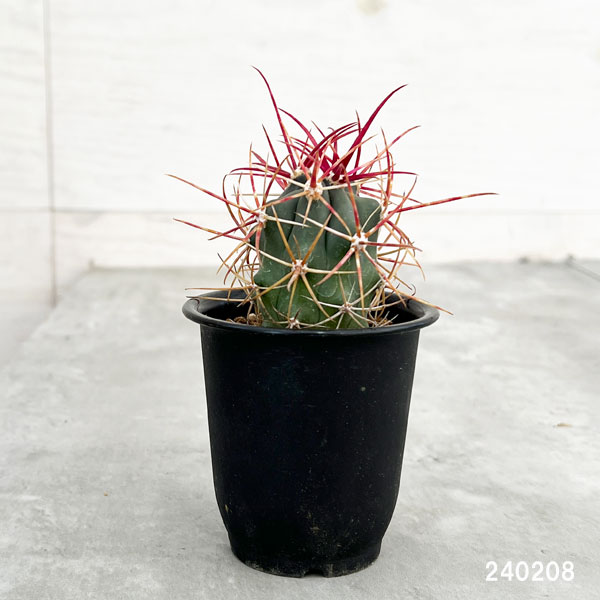 園芸ネット本店｜フェロカクタス：刈穂玉 2.5号鉢植え の通販【公式】