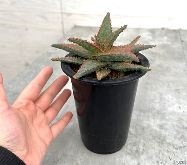 園芸ネット本店｜アロエ：DWアロエ ハイブリッド実生選抜株 繁殖苗NO.2