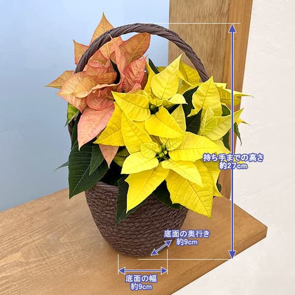 園芸ネット本店｜ポインセチア：2色植え（イエロー＆アプリコット