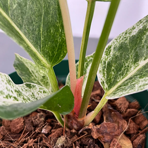 園芸ネット本店｜アンスリウム：ハイブリット（斑入り）4号2401 の通販