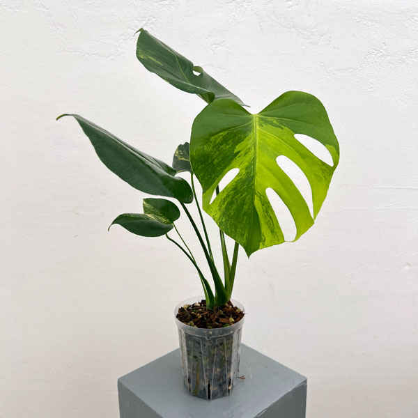 園芸ネット本店｜[ザ・ファームセレクト]モンステラ：デリシオーサ