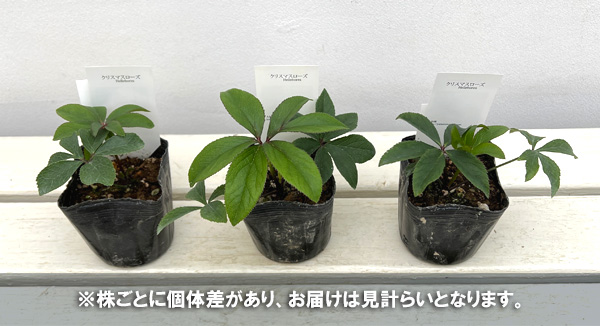 園芸ネット本店｜【お1人様1ポット】大和園さんのクリスマスローズ：24