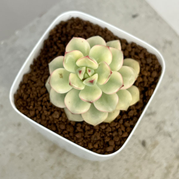 園芸ネット本店｜エケベリア：タンゴ錦 2.5号ポット の通販【公式】