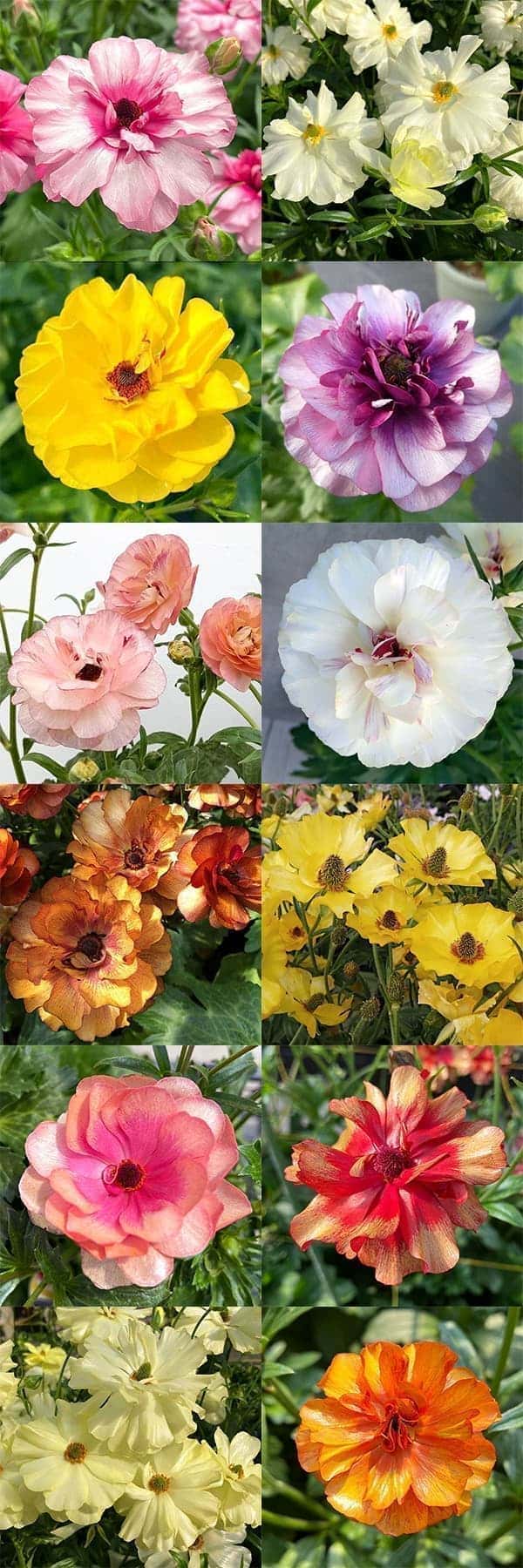 園芸ネット本店｜ラナンキュラス：ラックス 品種おまかせ3.5-4号ポット