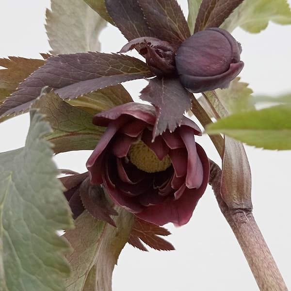 若泉クリスマスローズ雅 園芸ネット本店｜若泉ファームさんの