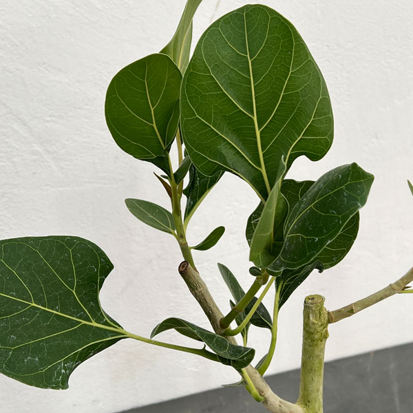 園芸ネット本店｜フィカス：ベンガレンシス クリシュナ 3.5号ポット の