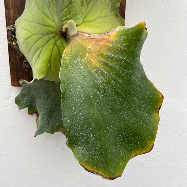 園芸ネット本店｜ビカクシダ（コウモリラン）：エレファントティス