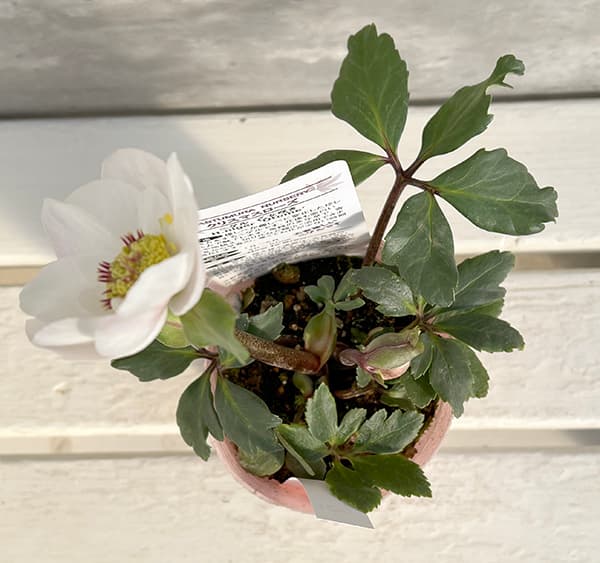 園芸ネット本店｜松村ナーセリーさんのクリスマスローズ：25-106ニゲル