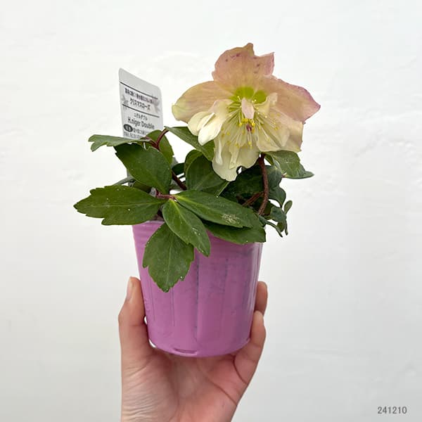 園芸ネット本店｜松村ナーセリーさんのクリスマスローズ（原種系