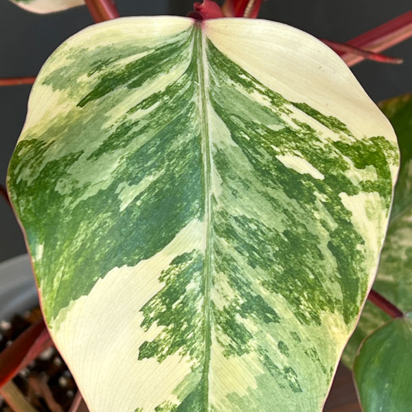 園芸ネット本店｜フィロデンドロン：ストロベリーシェイク 5号24-02 の