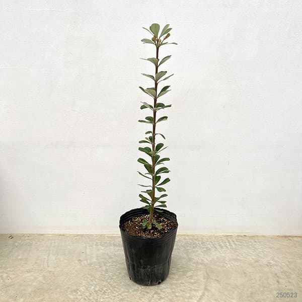 園芸ネット本店｜バンクシア：セイラ7号ポット の通販【公式】